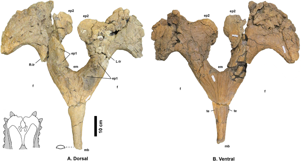 File:Navajoceratops.png