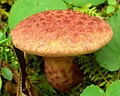 Thumbnail for version as of 20:43, 29 July 2011