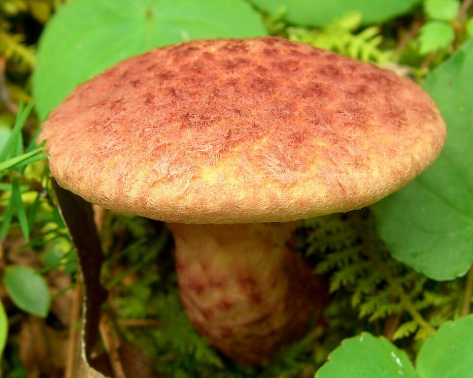 File:Painted Suillus.jpg