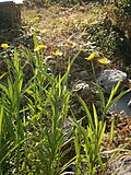 Ranunculus lingua