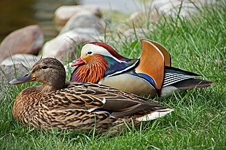 Mandarin Drake alongside a Female Mallard in Stara Iwiczna, Poland
