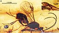Thumbnail for version as of 00:45, 8 June 2020