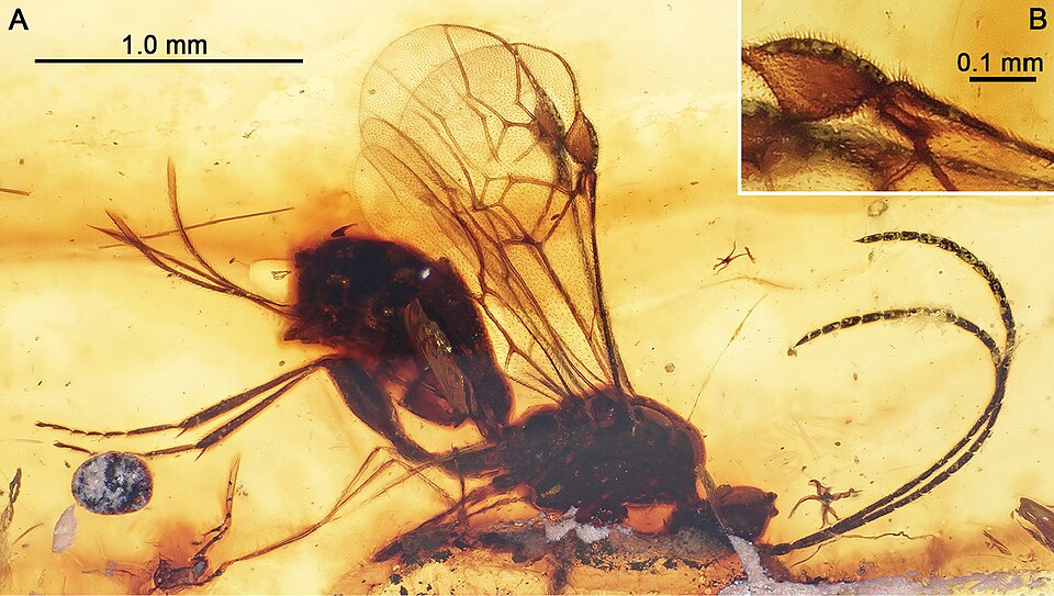 File:Seneciobracon novalatus holoytpe Zookeys.jpg