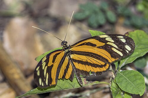 Tiger heliconian Heliconius ismenius telchinia Honduras
