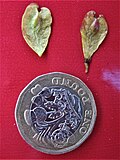 'Prospector' samarae with £1 coin as scale