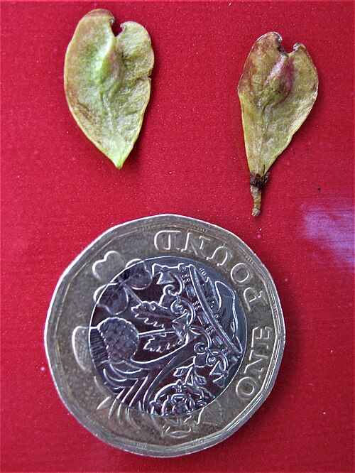 File:Ulmus 'Prospector' samarae.jpg