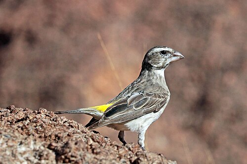 White-throated canary Crithagra albogularis crocopygia Namibia