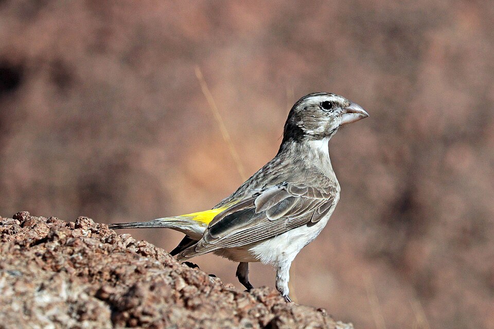 File:White-throated canary (Crithagra albogularis crocopygia).jpg