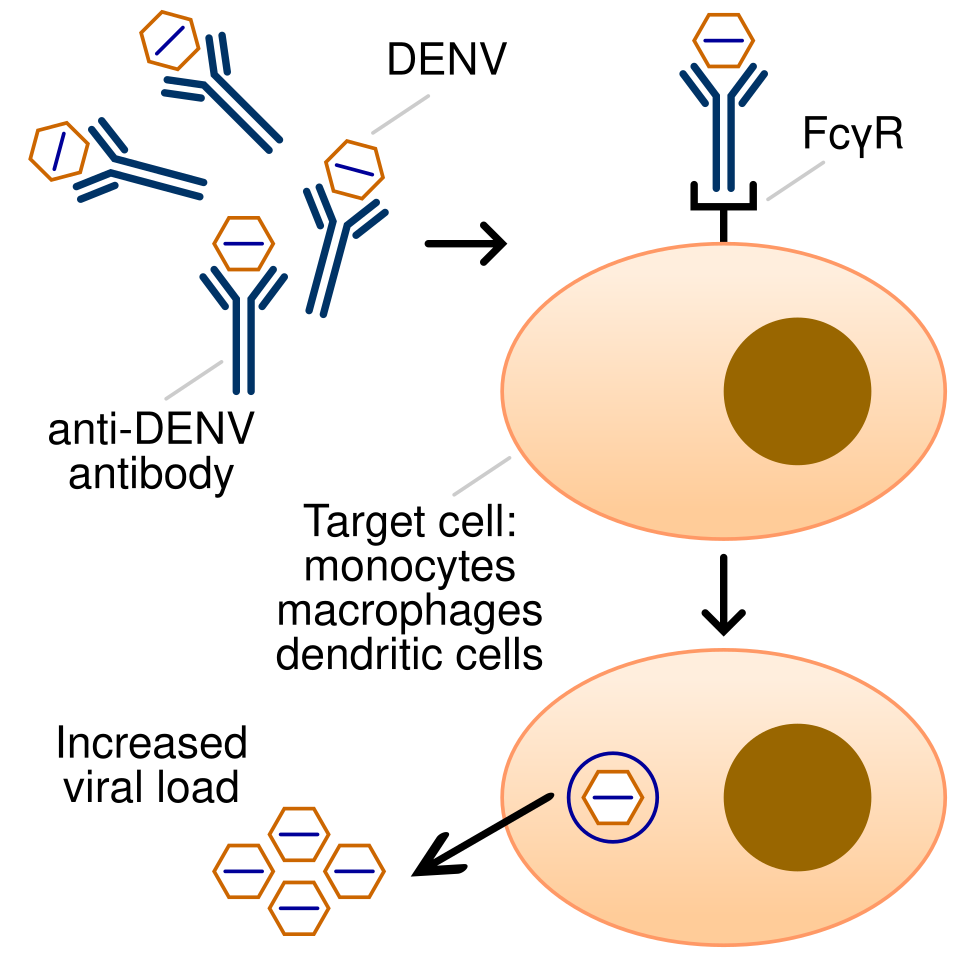File:Antibody dependent enhancement.svg