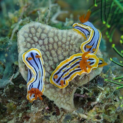 Chromodoris annae