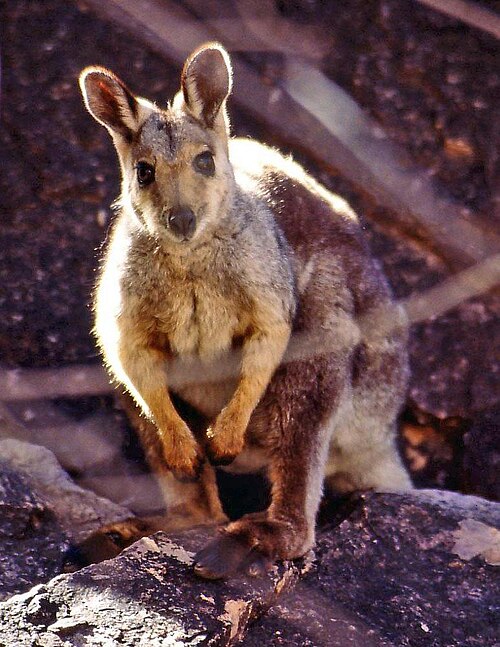 File:Black-footed Rock-wallaby(small).jpg