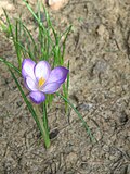 Crocus goulimyiinner side of flower