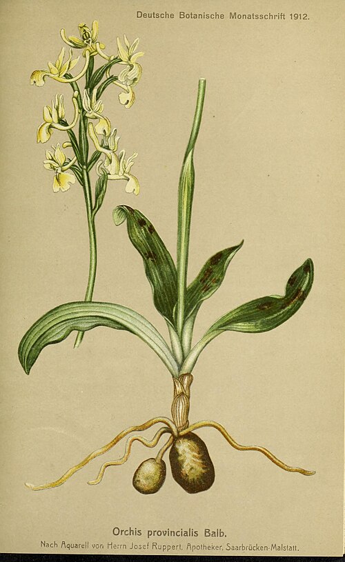 File:Deutsche botanische Monatsschrift (13564593544).jpg