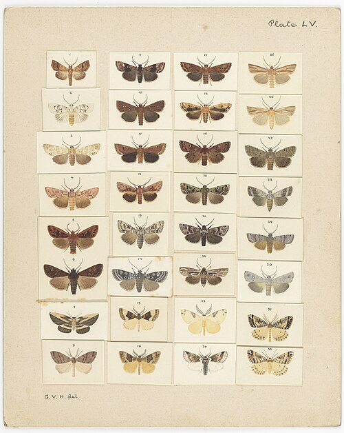 File:MA I437916 TePapa Plate-LV-A-supplement full.jpg