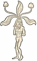 Book Buch I, chapter 276. Mandragora vir