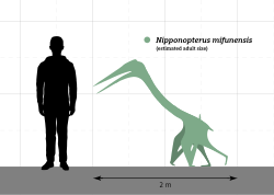 Size comparison (estimated adult)
