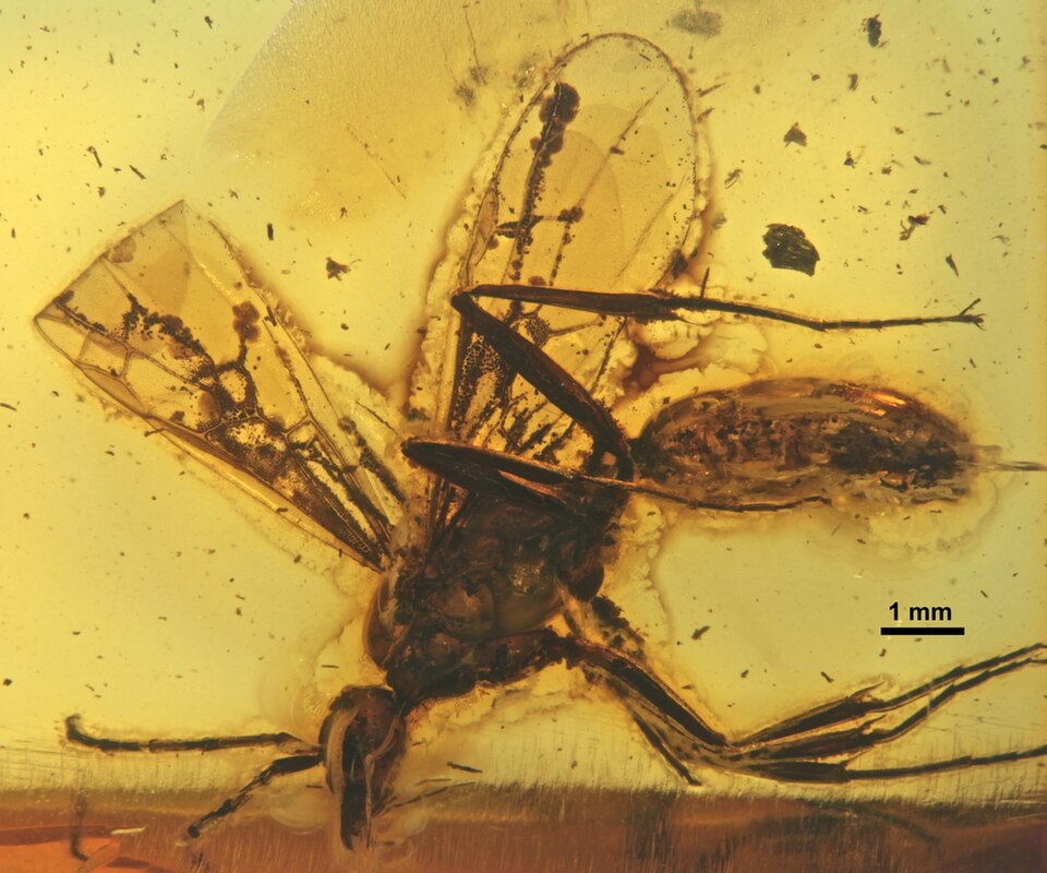 File:Paraneuretus tornquisti GZG-BST04674 whole.jpg