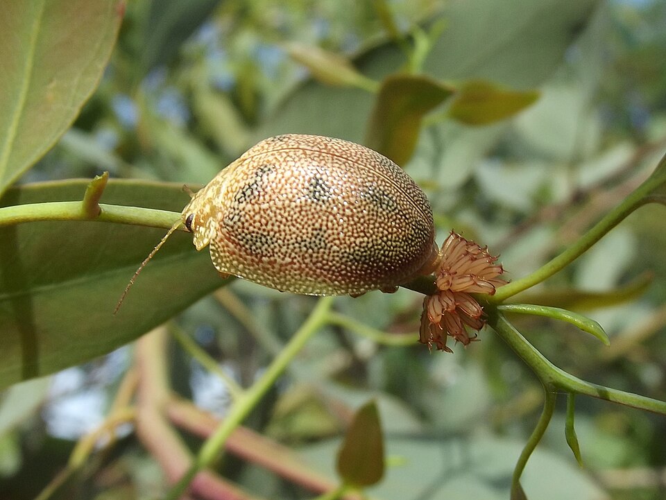File:Paropsis atomaria eggs.JPG