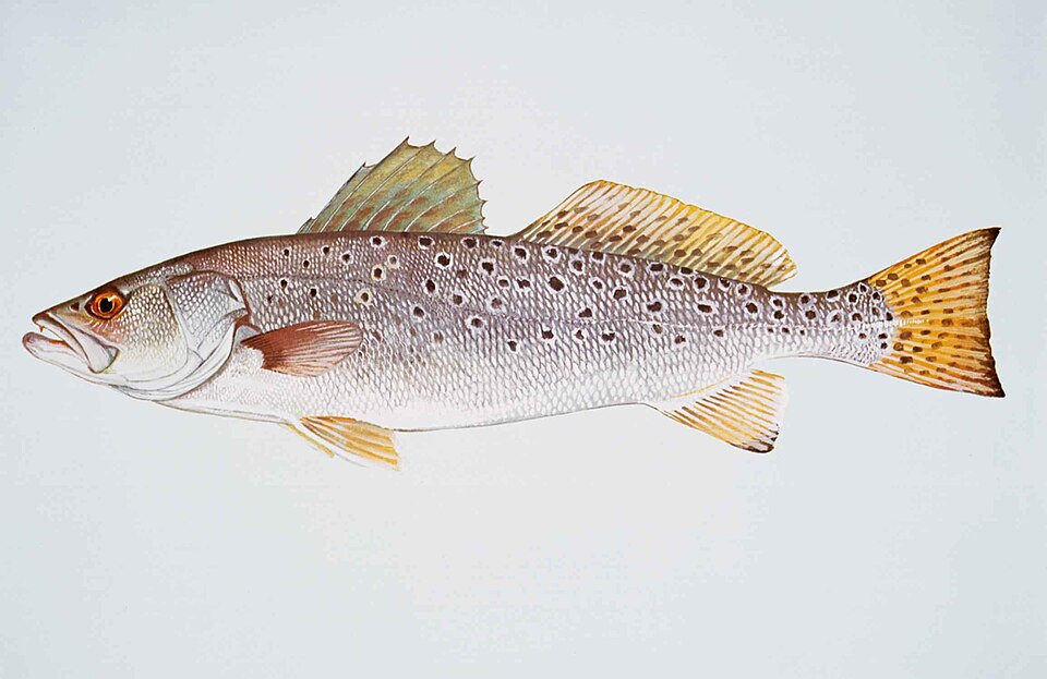 File:Spotted seatrout fish cynoscion nebulosus.jpg