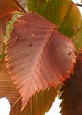Red autumn leaves, U. laevis