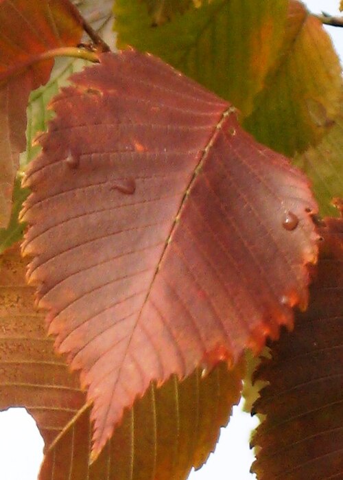 File:Ulmus laevis leaf, Nov..jpg
