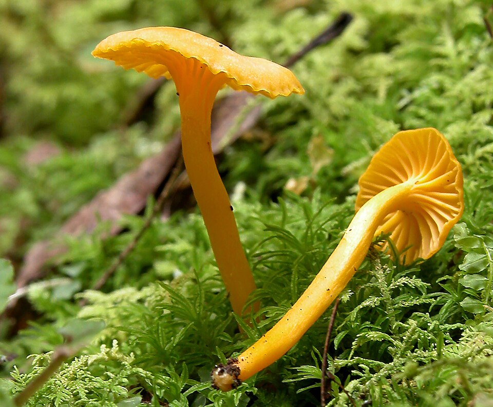 File:2004-07-14 Cantharellus minor 544 cropped.jpg