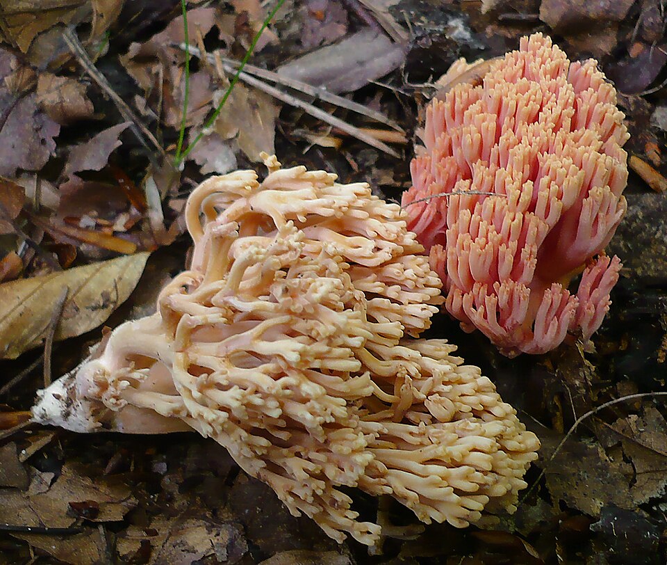 File:2009-11-11 Ramaria neoformosa 64365 crop.jpg