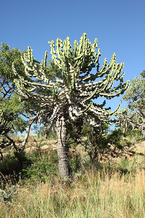 File:2760 Transvaal Candelabra.JPG