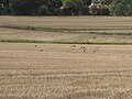 Birds in Arkley South Field