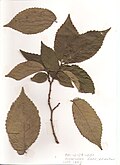 Leaves showing short petioles