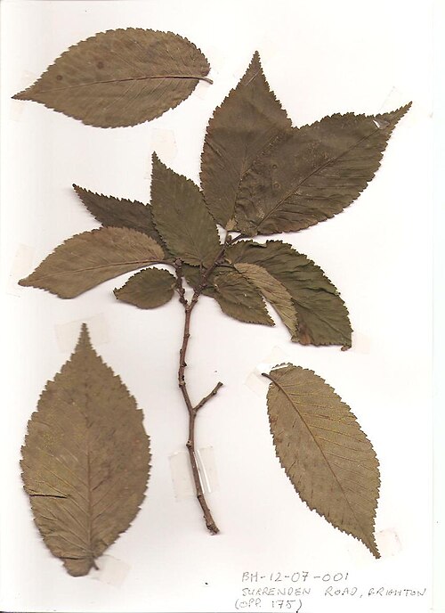 File:BH00059 Ulmus. Surrenden Road, Brighton. (3).jpg