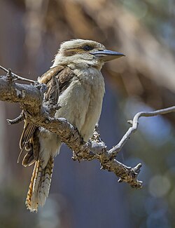 Laughing kookaburra Dacelo novaeguineae Australia