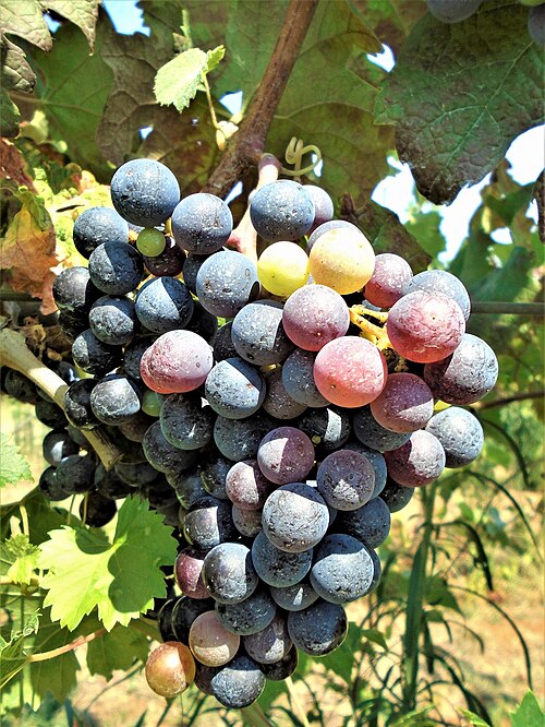 File:Merlot (2022).JPG