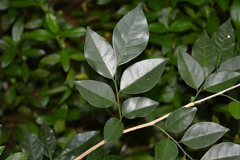 File:Murraya paniculata leaves at Peravoor.jpg