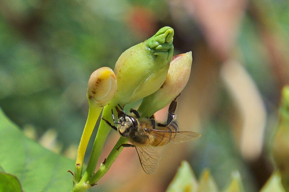 File:Puerto Rican Africanized Bee.jpg