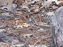 A rattlesnake near Lower Yosemite Falls