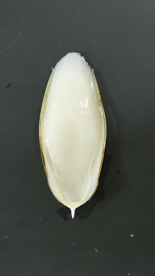 File:Shell of Sepia esculenta.jpg