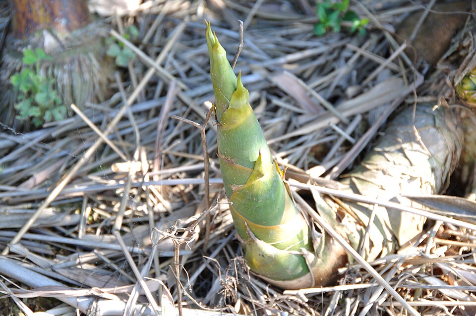 File:Thorny Bamboo.jpg