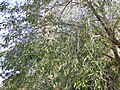Pendulous branches of some forms
