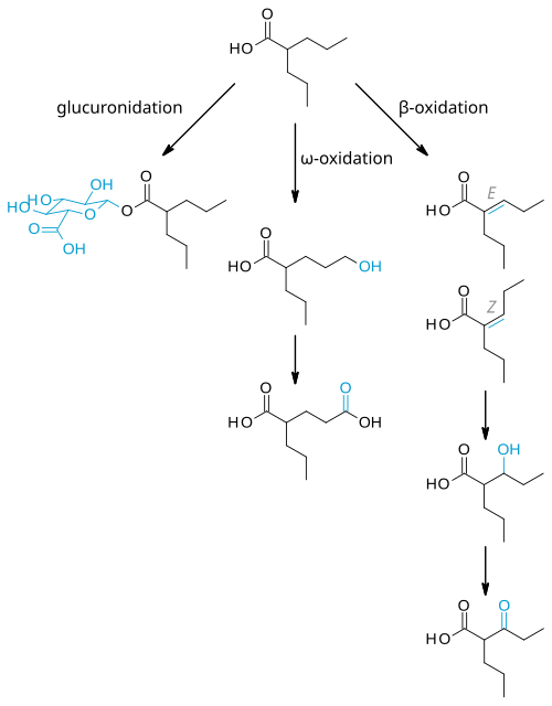 File:Valproic acid metabolism.svg