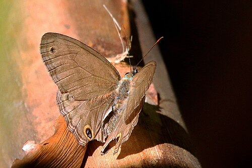Butler's satyr Cissia palladia Trinidad and Tobago
