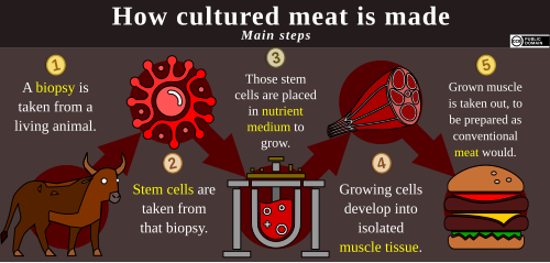 A five-step diagram of cultured meat's production process