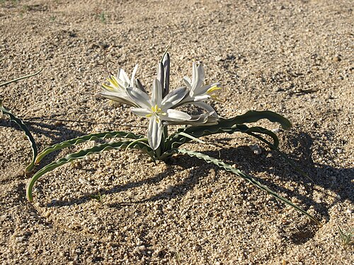 H. undulata growing in Vallecito Mountains, elevation 420 metres (1,380 ft)