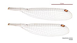 Female wings