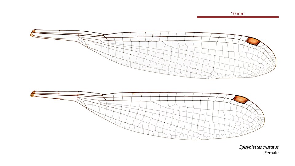 File:Episynlestes cristatus female wings (34788219596).jpg
