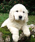 Image 31Golden Retriever puppy (from Puppy)