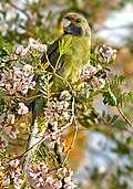 Green Rosella