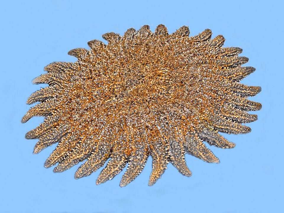 File:Heliasteridae - Heliaster microbrachius.JPG