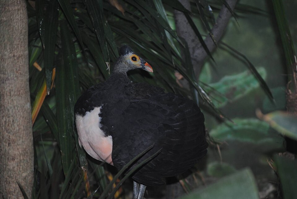 File:Maleo at Bronx Zoo.jpg