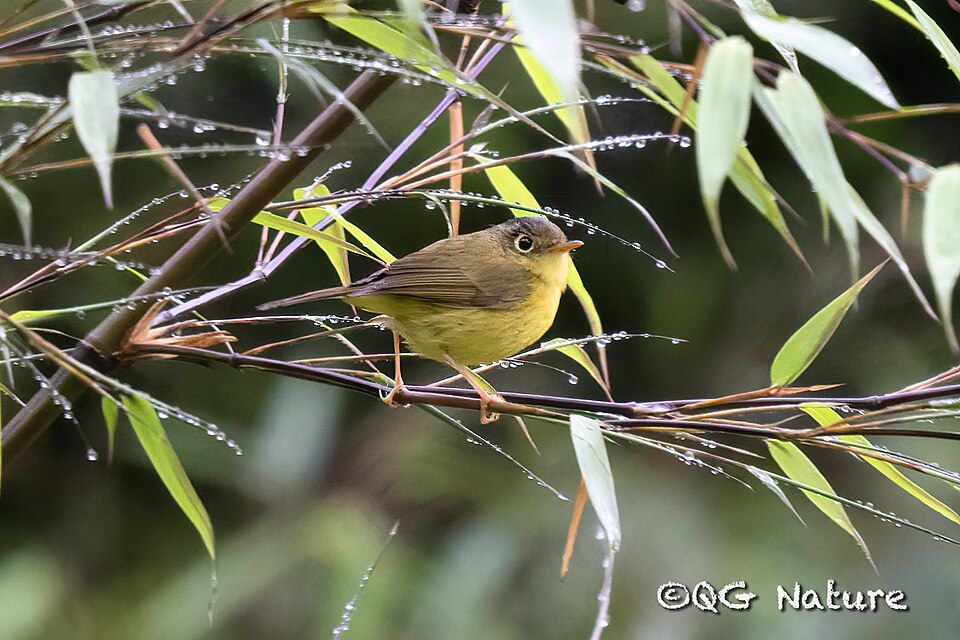 File:Martens's Warbler iNaturalist photo.jpg